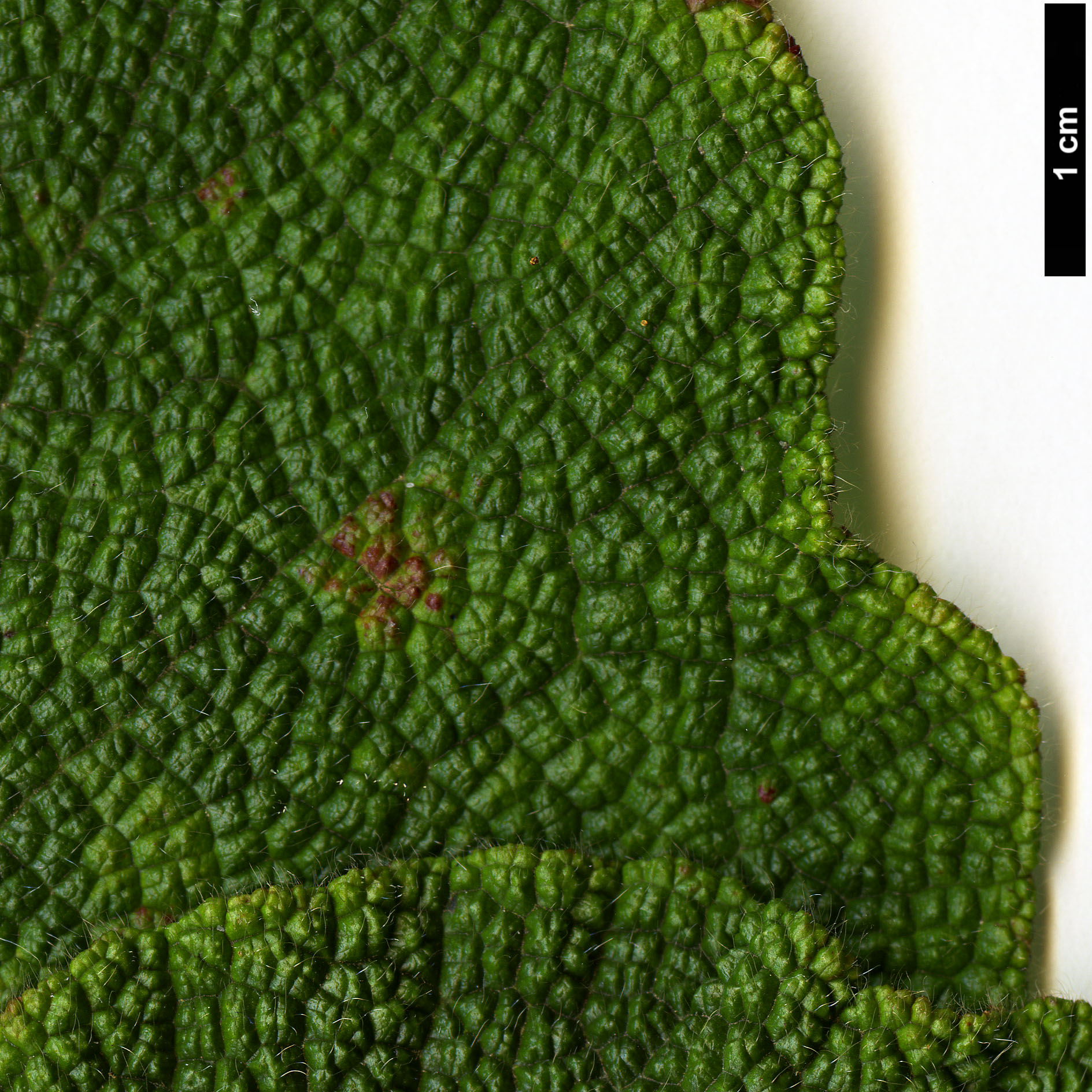 High resolution image: Family: Rosaceae - Genus: Rubus - Taxon: maoershanensis